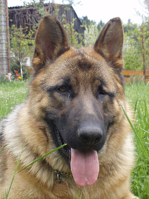 檔案:German Shepherd Dog (close up).jpg
