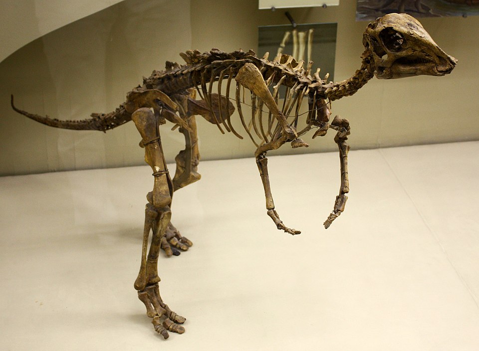 檔案:Juvenile hadrosaur.jpg