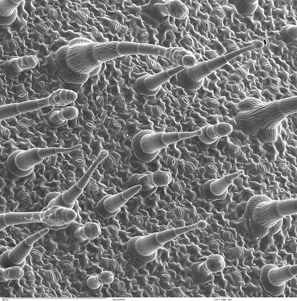 檔案:Leaf epidermis.jpg