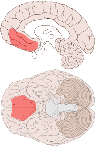 檔案:Ventromedial prefrontal cortex.png