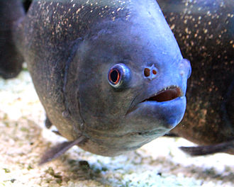 Pygocentrus natterei Prague 2012 2.jpg