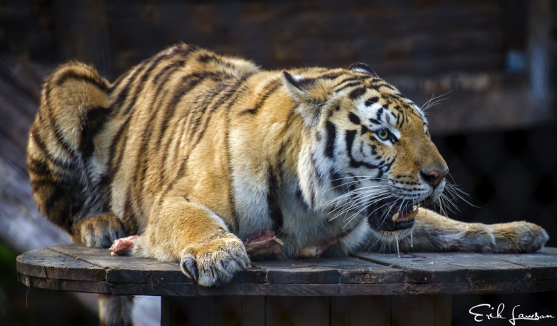 檔案:Catty Shack Ranch Wildlife Sanctuary.jpg