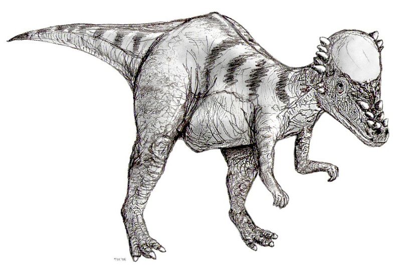檔案:Sketch pachycephalosaurus2.jpg